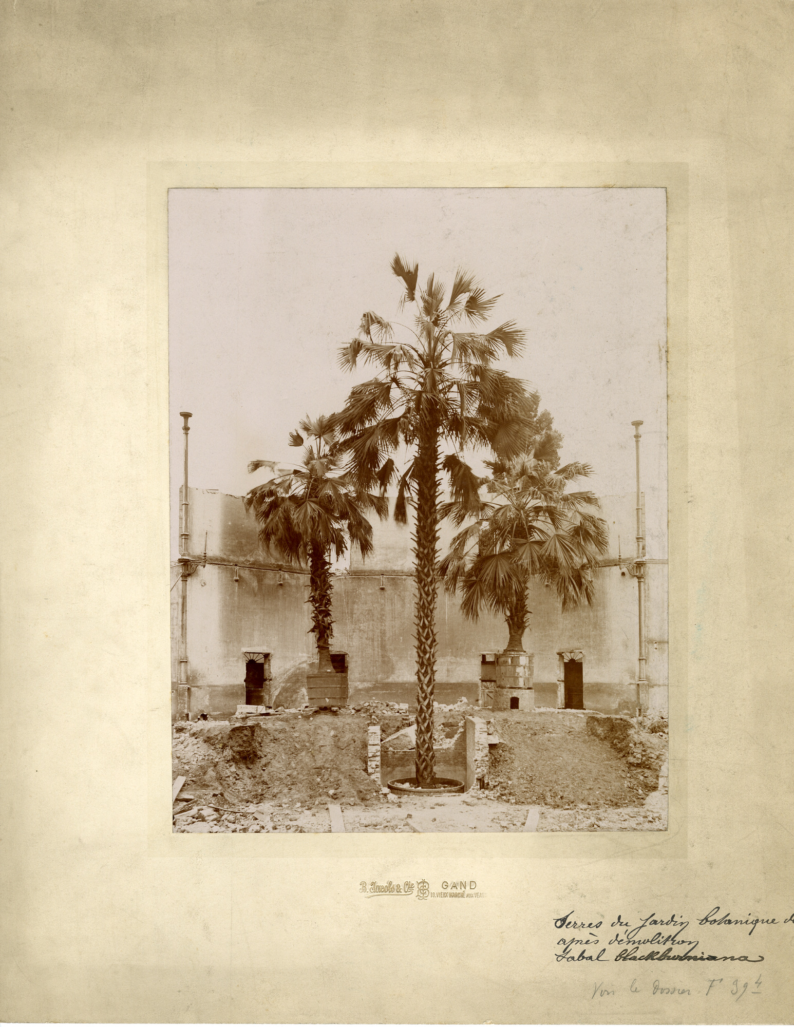 Gent: Baudeloabdij: afbraak van de serres van de plantentuin, met palmen (Sabal Blackburniana) in potten, na 1904